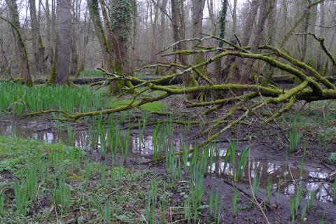 Forêt alluviale en val de Charente - E. CHAMPION