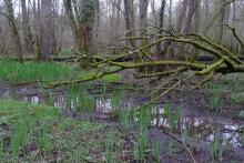 L'aulnaie-frênaie du fleuve, un habitat reconnu d'intérêt européen - E. CHAMPION