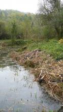 La mare remise en lumière, les hélophytes coupés disposés sur les berges