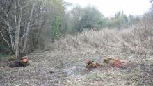 Souches de saules et d'aulnes et remontée de la nappe - la roselière pourra s'exprimer pleinement au printemps