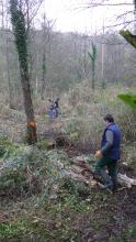 Le bûcheronnage dans les roselières